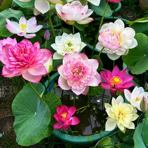 30 Pcs Mixed Bonsai Lotus Seeds - Vibrant Water Lilys Flower Plant for Fresh Gardens - Non-GMO Aquatic Seeds (Mixed Color)