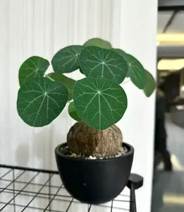 Lovely Succulent - Stephania Cepharantha ''Turtle Back''(1-3'') - Indoor/Outdoor Plants(No soil or pot)