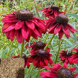 Green River 50 Cherry Brandy Coneflower Seeds - Flower Seed Pack, Rare Perennial Blooms, Fast-Growing Plants for Pollinator Gardens, Purple Wildflower Seeds for Outdoor Planting
