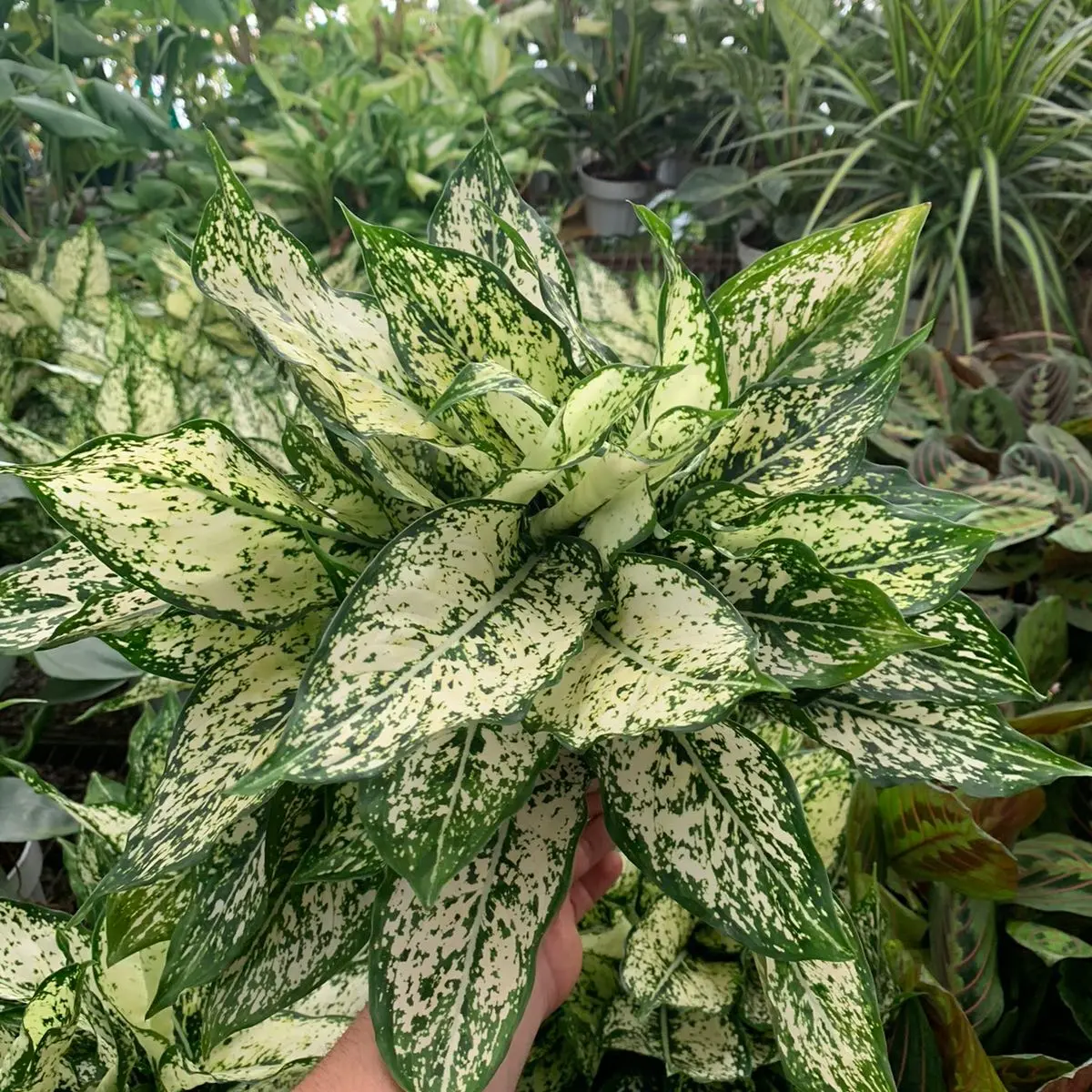 Aglaonema first diamond 6inch indoor tropical plant Decorative  Room Decoration