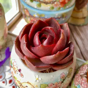 Red Lantern Succulent – Vibrant Red Live Plant, Eye-Catching & Easy to Care For”（Echeveria Red Lantern）