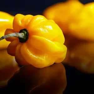 Organic Sweet Habanero Yellow Pepper Seeds (Capsicum chinense) – Sweet and Mild with a Hint of Heat, Great for Fresh Eating and Salsas – 10+ Seeds