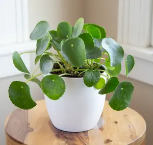 Peperomia Pilea Plant Live for Planting, Live Money Tree Plant, Peperomia Pilea Live Plant, House Plant for Gardening Outdoors Indoors, 4 to 6 Inch Tall