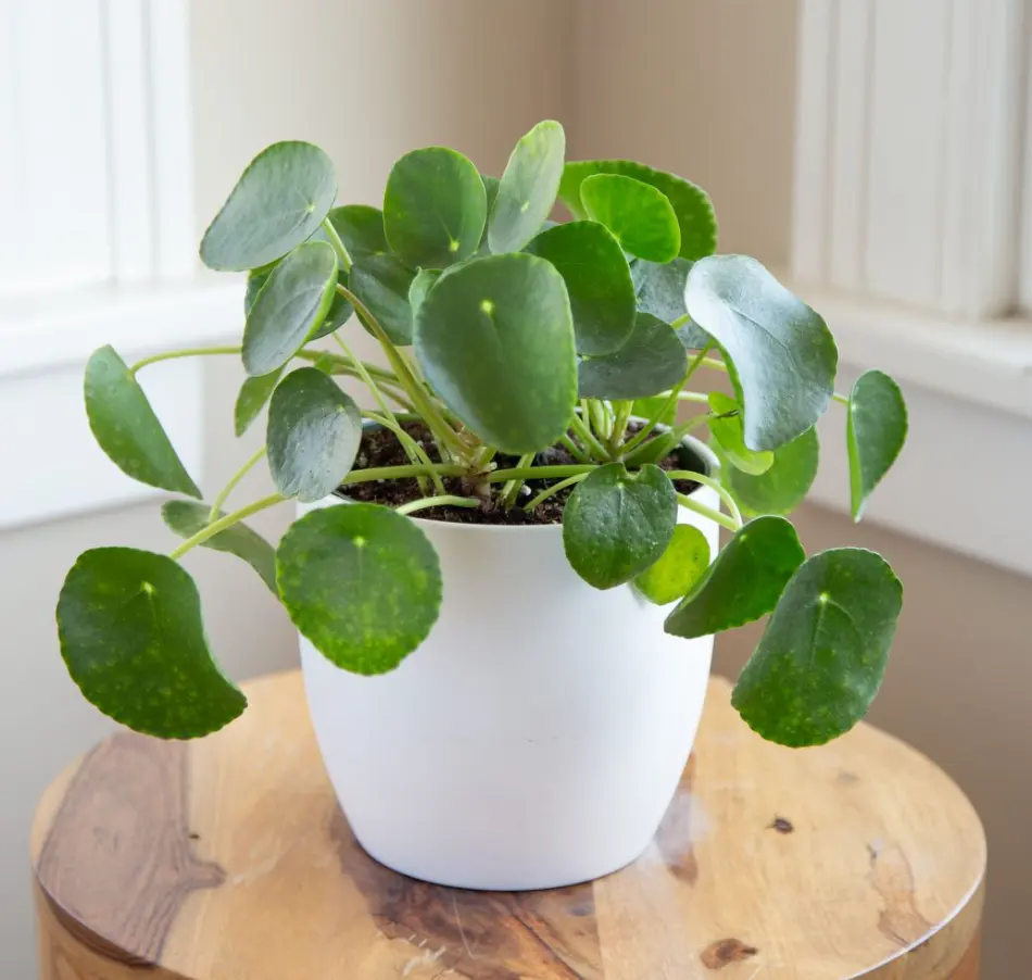 Peperomia Pilea Plant Live for Planting, Live Money Tree Plant, Peperomia Pilea Live Plant, House Plant for Gardening Outdoors Indoors, 4 to 6 Inch Tall