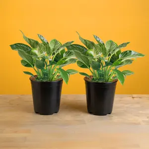 Philodendron Birkin | medium