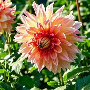 200 Pcs Mixed Dahlia Seeds | Stunning Colorful Blooms for Garden Beds & Cut Flowers