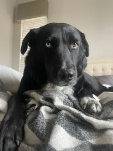 A really cute photo of my dog!