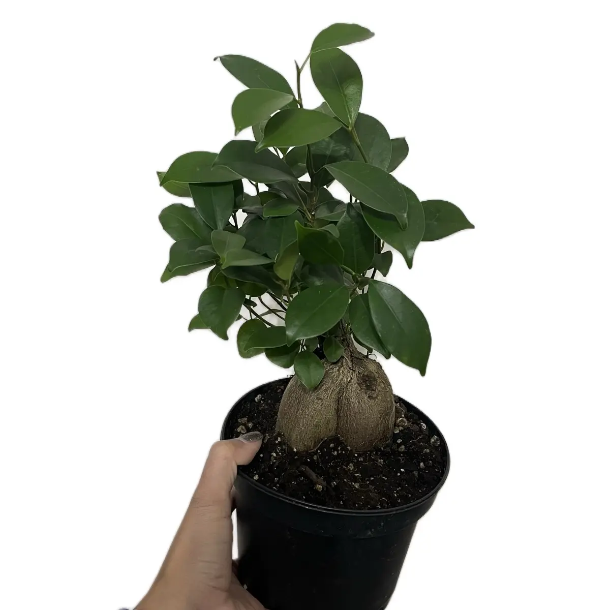 6” Ficus Bonsai