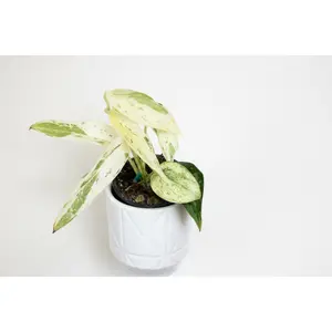 3” Scindapsus Silver Cloud Albo