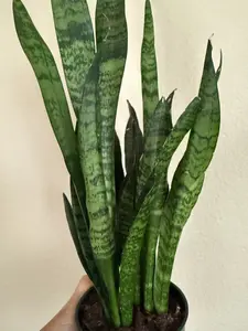 Sansevieria Trifasciata 'Zeylanica'