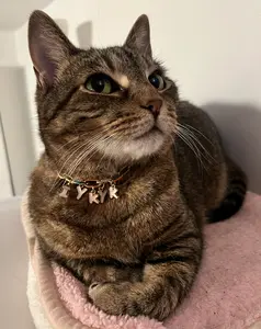 Pet Collar - IYKYK pink mutlicolor gold chain with pink and gold letter - custom length - breakaway safety collar