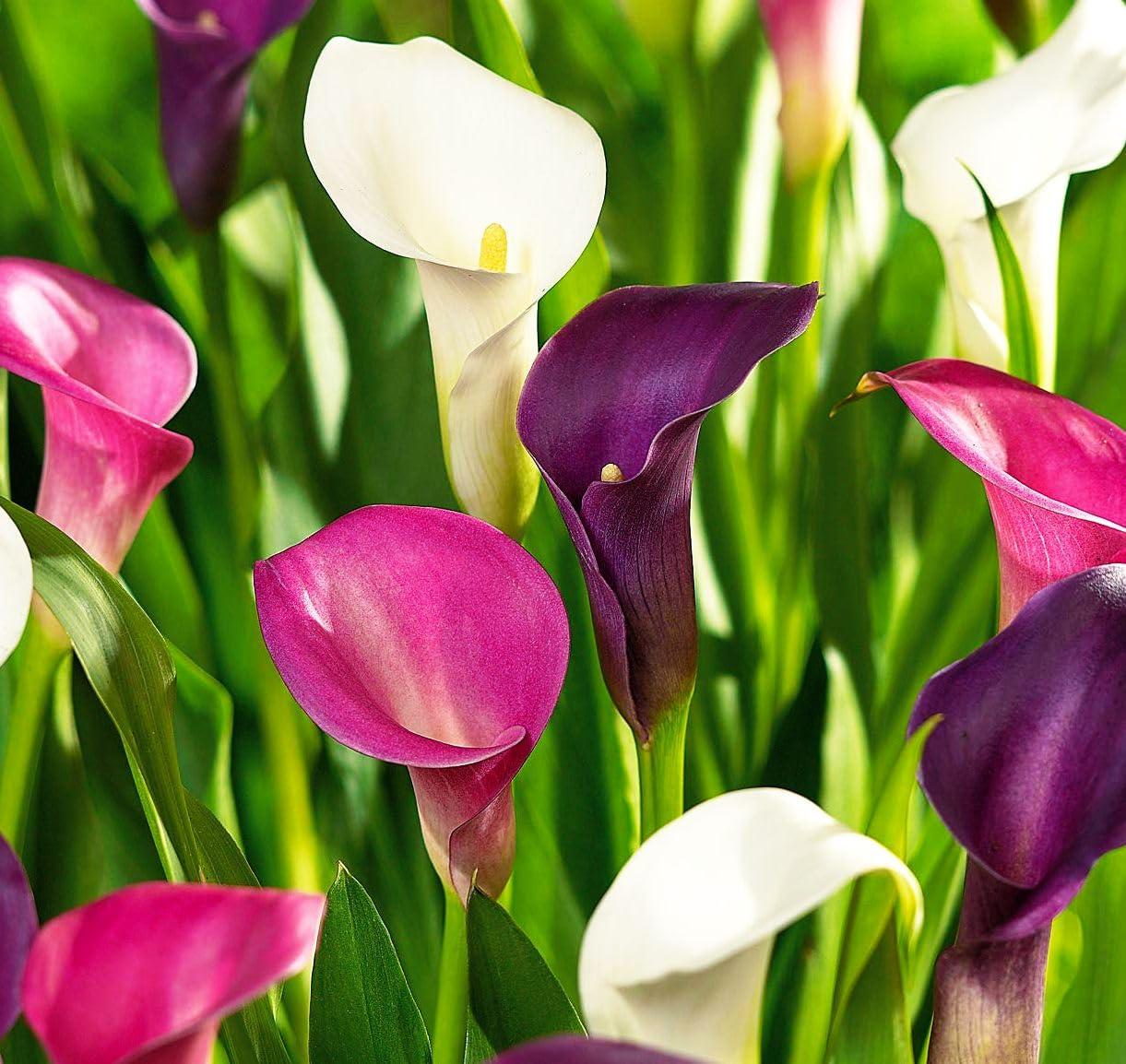 Rare 100Pcs White Pink Red Purple Calla Lily Seeds Beautiful Flowers Mix Color Perennial Plant Planting for Outdoor Indoor Bonsai