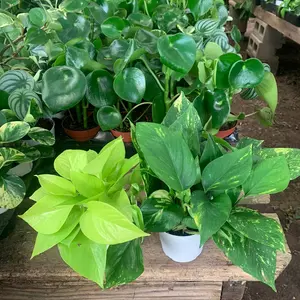 Pothos Plants Bundle - 4 inch Potted Live Plants for Home & Garden plant collection
