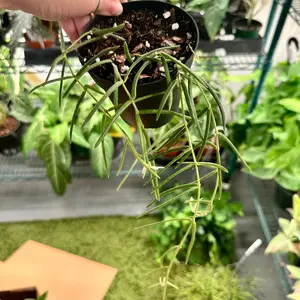 Hoya Linearis (short vines) - 4" pot