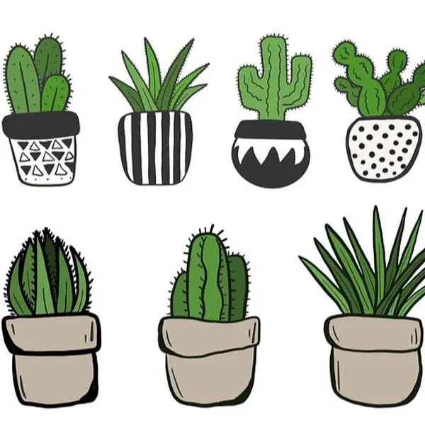 Succulent Propagations