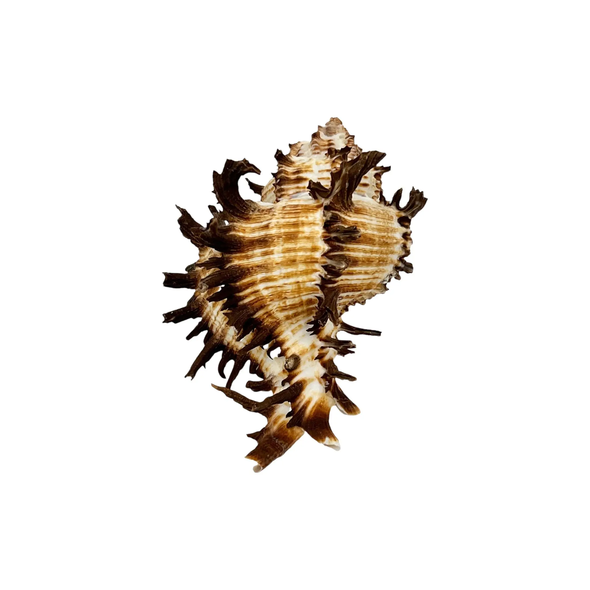 Murex Endiva Shell (4") - Coastal Beach Home Decor