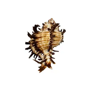 Murex Endiva Shell (4") - Coastal Beach Home Decor