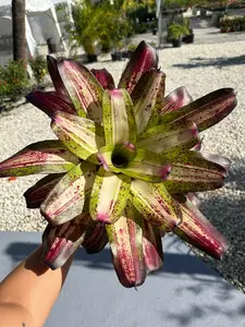 Live rare bromeliad - Picasso