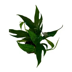 4.5" Pothos Baltic Blue