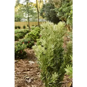 Roman Candle Podocarpus