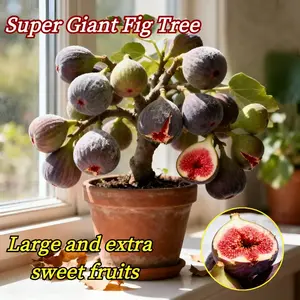 Mission Fig Tree Live Plant – Ficus carica, Perennial Fruit Tree, Hardy and Easy-to-Grow Starter Plant for Gardens & Yards