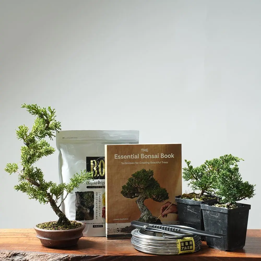 Juniper Bonsai Tree Gift Set for Hobbyists