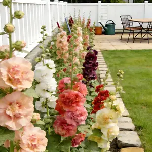 [Promise: Germinate or Refund]500PCS+ Hollyhock Seeds – Colorful Tall Blooms, Heirloom & Non-GMO, Perfect for Fences, Borders & Cottage Gardens