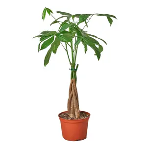 212 MAIN 4 in. Braided Trunk Money Tree - Low Maintenance Guiana Chestnut Pachira - Nursery Pack Garden Pot for Home Improvement & Garden Supplies