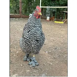 Custom-made Birdy Bootie (chicken shoes and duck booties for bumblefoot)