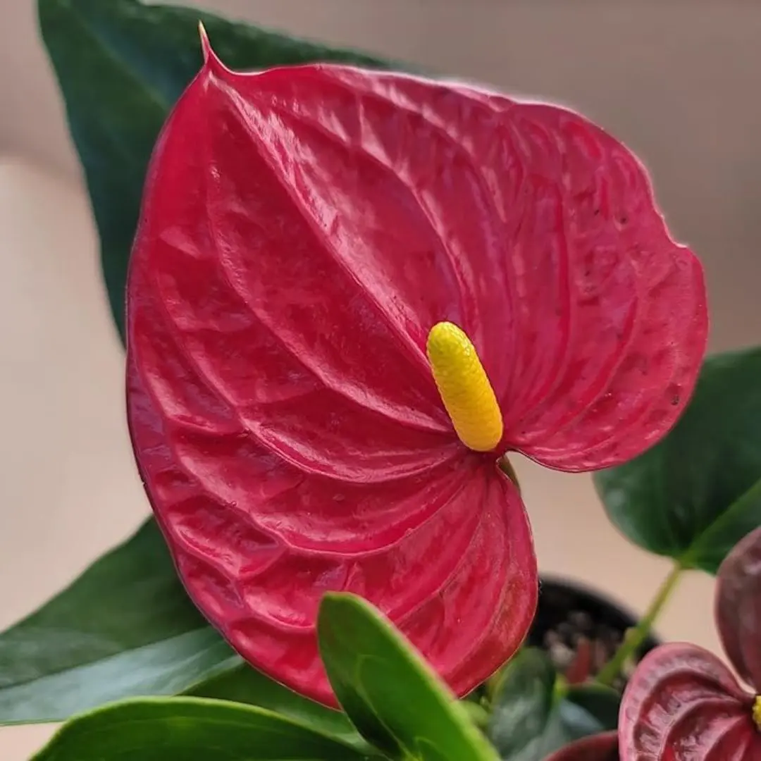 1 Red Anthurium Aristo - Small Plant - Exotic Tropical Houseplant with Glossy Red Flowers and Lush Foliage - Easy-Care Indoor Plant - 4" Pot