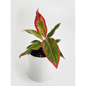 Aglaonema Chinese Evergreen Red Siam