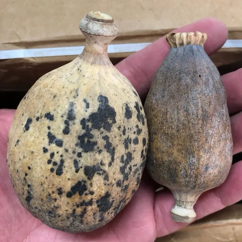 Dry poppy pods head
