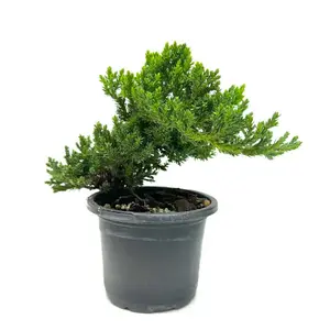 Juniper Bonsai 3” Potted Live Plant - Juniperus Procumbens ‘Nana’ - Outdoor Evergreen Bonsai - Classic Japanese Style - Needle-Like Foliage - Miniature Tree - Unique Gift - Hardy Greenery - Living Art - Architectural Plant