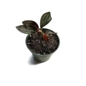 Black Jewel Orchid in 4 inch pot - Ludisia Discolor. This beauty is known for its blooms and colored variegated leaves!