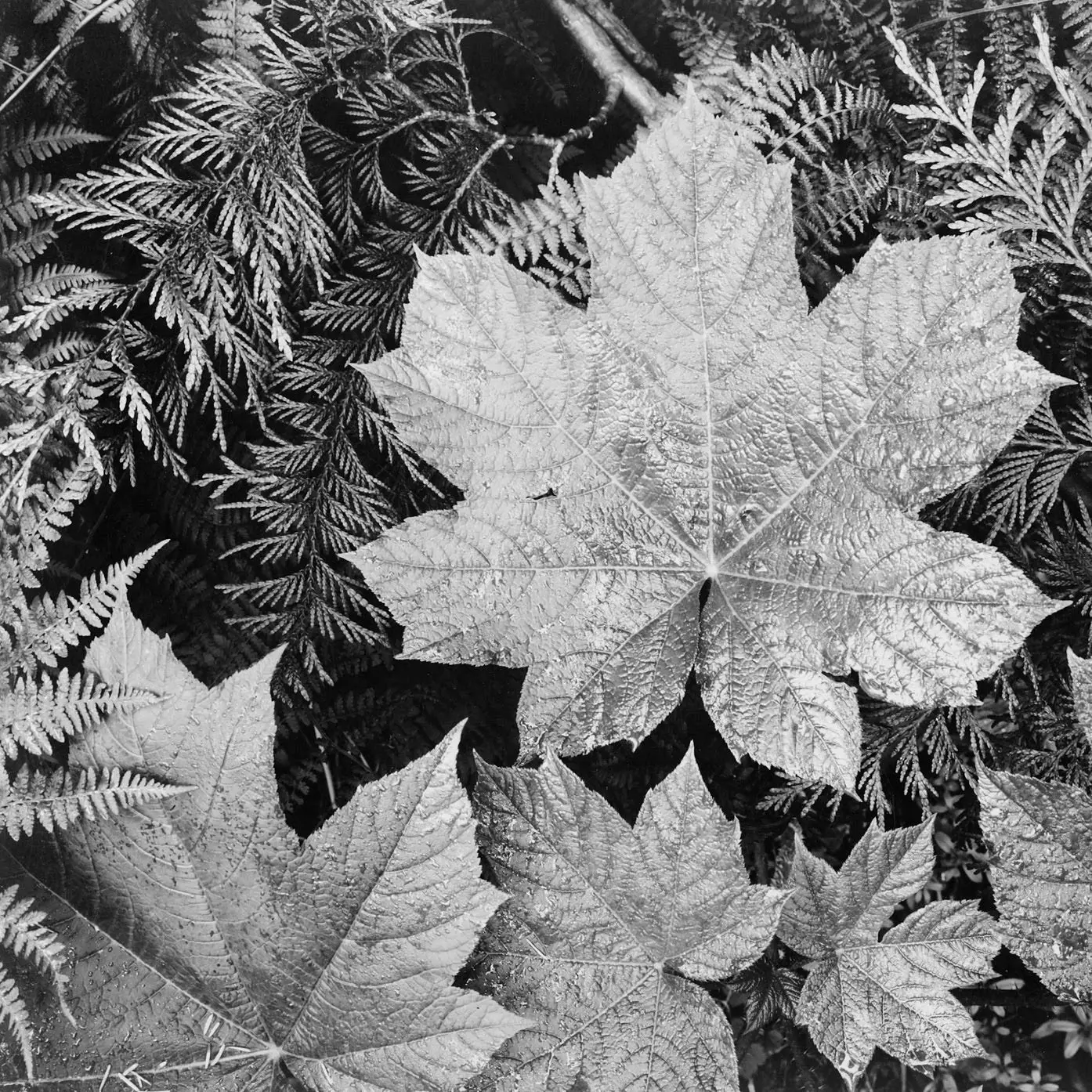 Leaves by Ansel Adams (50 Piece Mini Wooden Jigsaw Puzzle)