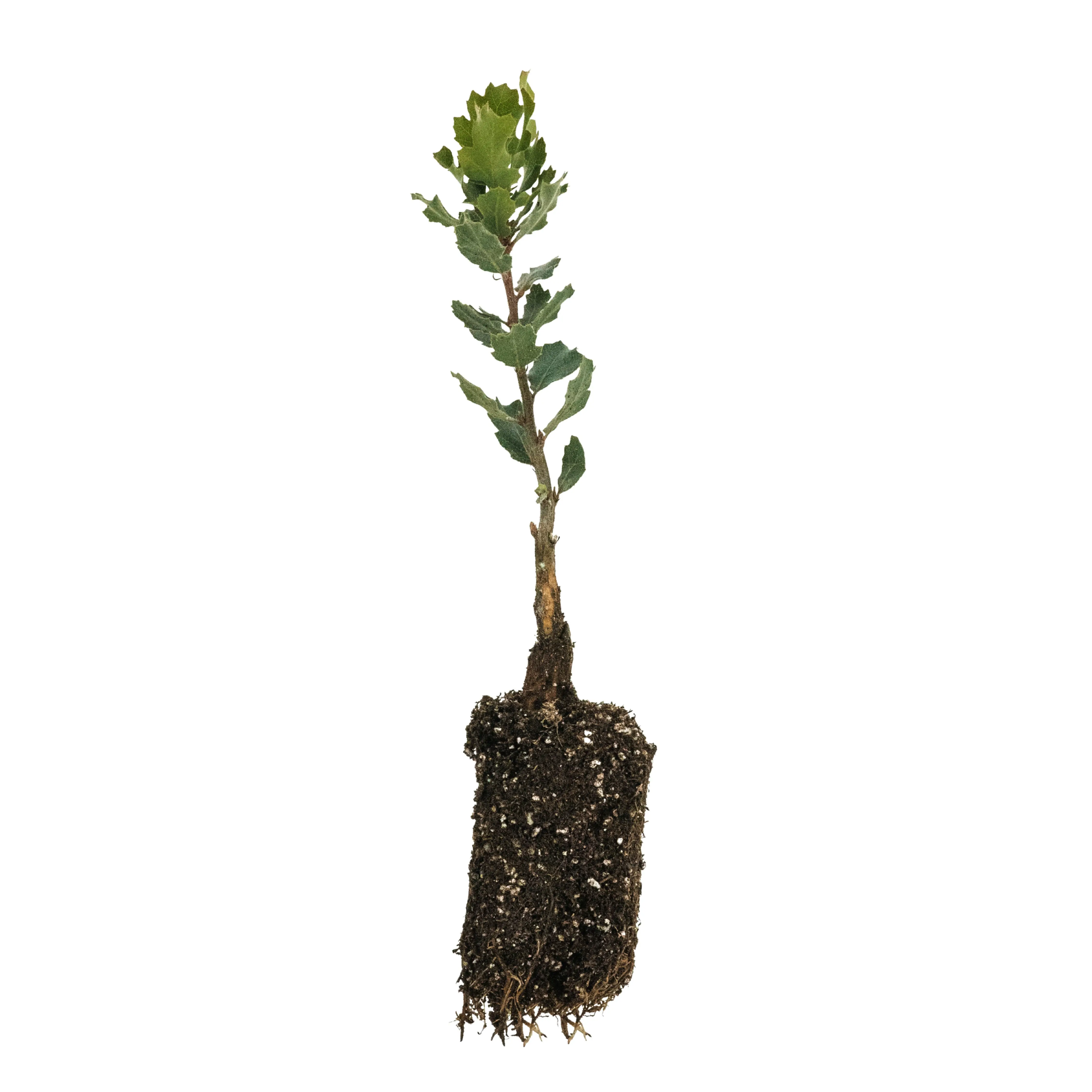 Blue Oak | Medium Tree Seedling