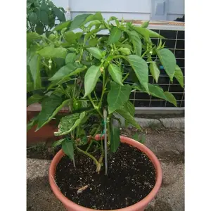 Pepper Seeds,-Miniature Bright red Bell - Capsicum annuum ,Organically Grown