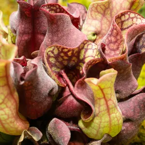 Purple Pitcher Plant Seeds (Sarracenia purpurea) – Carnivorous bog plant with vivid purple pitchers; a fascinating addition to terrariums or wetlands.