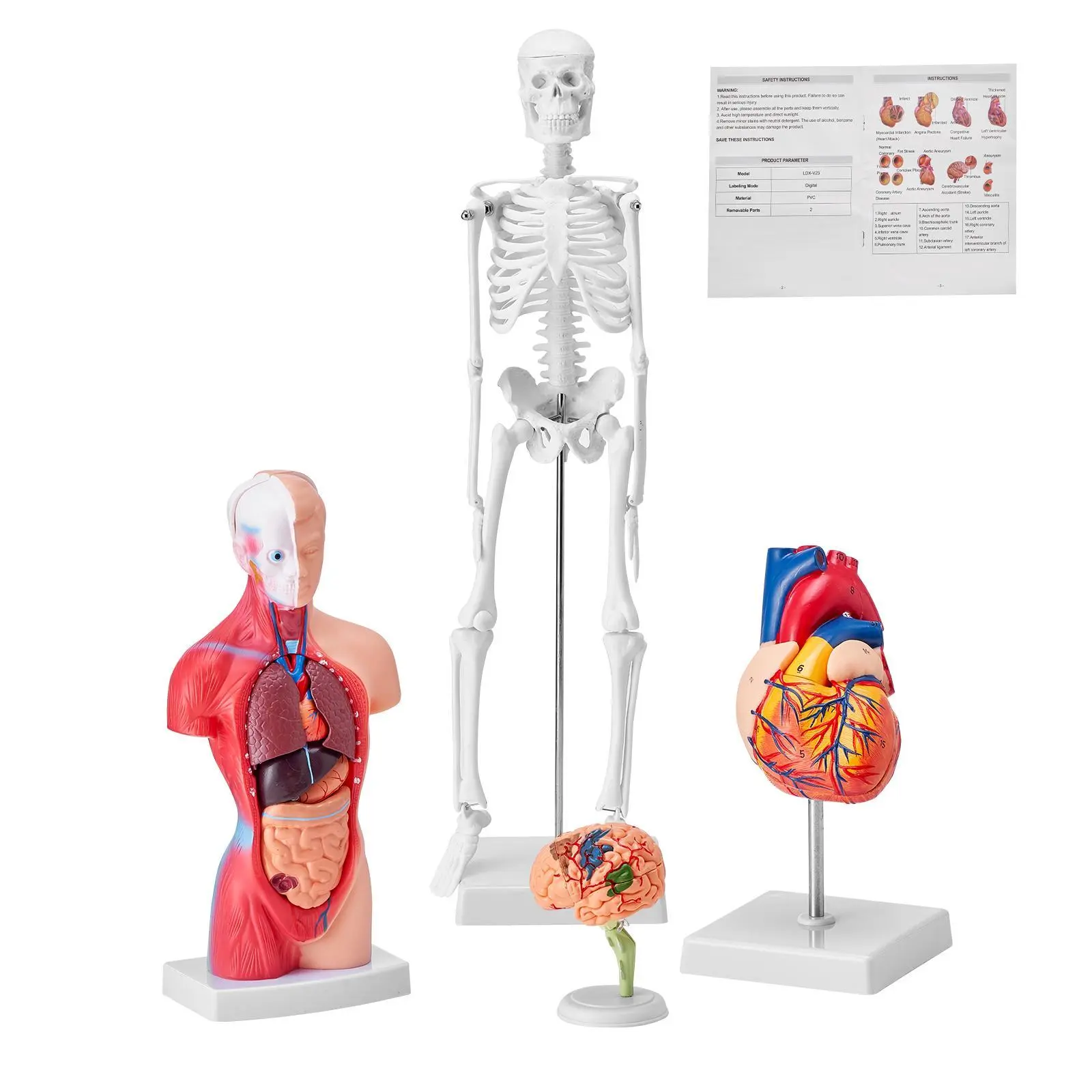 【Summerfinds】VEVOR 4-Piece Human Anatomy Models Bundle - Brain, Torso, Heart, Skeleton 3D Hands-On Study Tools, Educational Kit for Physiology Students & Kids