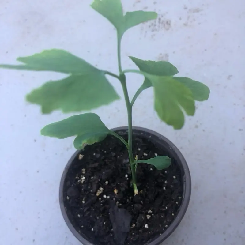 A Jinkgo tree/ginkgo/biloba /seedling /live in a 4’’ pot/ around 8 inches high, and seeds organic growth