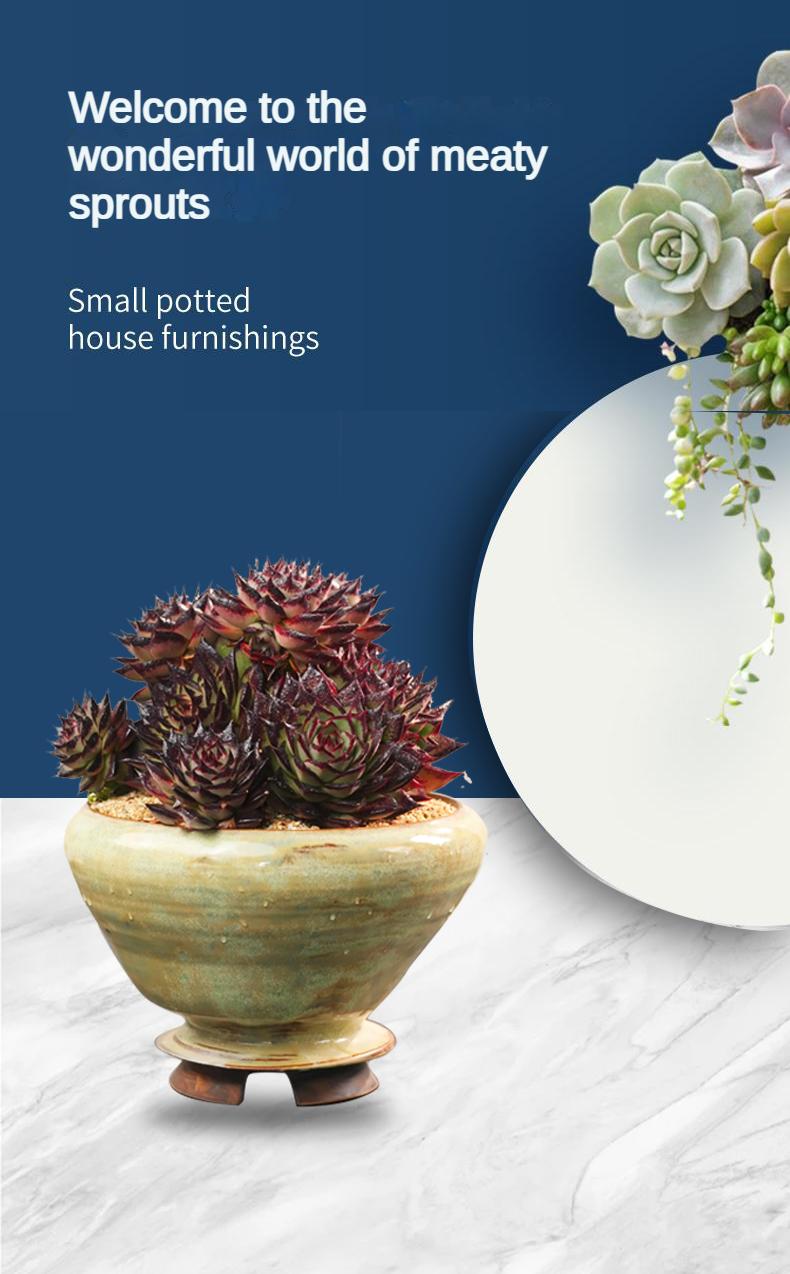 9” Rare Indoor Aeonium new varieties Succulent live Plants Collection For  gift