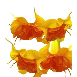 Green River- 10 Double Bright Yellow & Orange Angel Trumpet Seeds - Double Bright Yellow & Orange, Fragrant Tropical Flowers, Perfect for Garden or Indoor Use