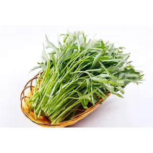 Water Spinach Seeds For Planting 100Pcs - Winter Seeds For Planting Vegetables