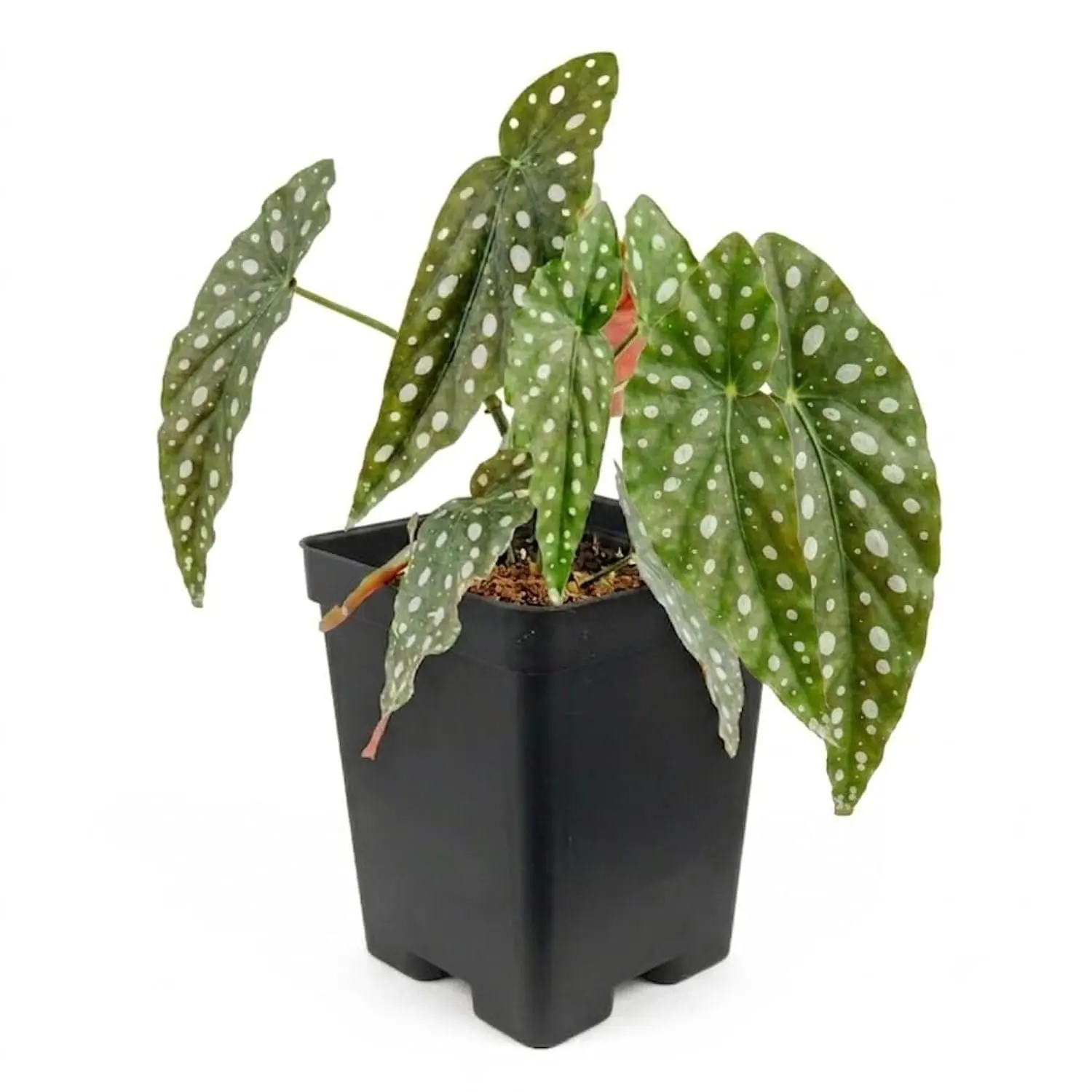 Polka Dot Begonia - Single - 3 Inch Pot - Begonia Maculata