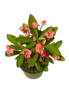 5" Crown of Thorns Pink – Corona De Cristo - Euphorbia Milii - Live Plant