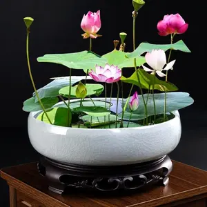 20+Pcs /40+Pcs / 80+Pcs /160+Pcs Mix Bonsai Bowl Lotus Seeds, Water Lilys Flower Plant, Lotus Seeds for Planting Water Features Mixed Color