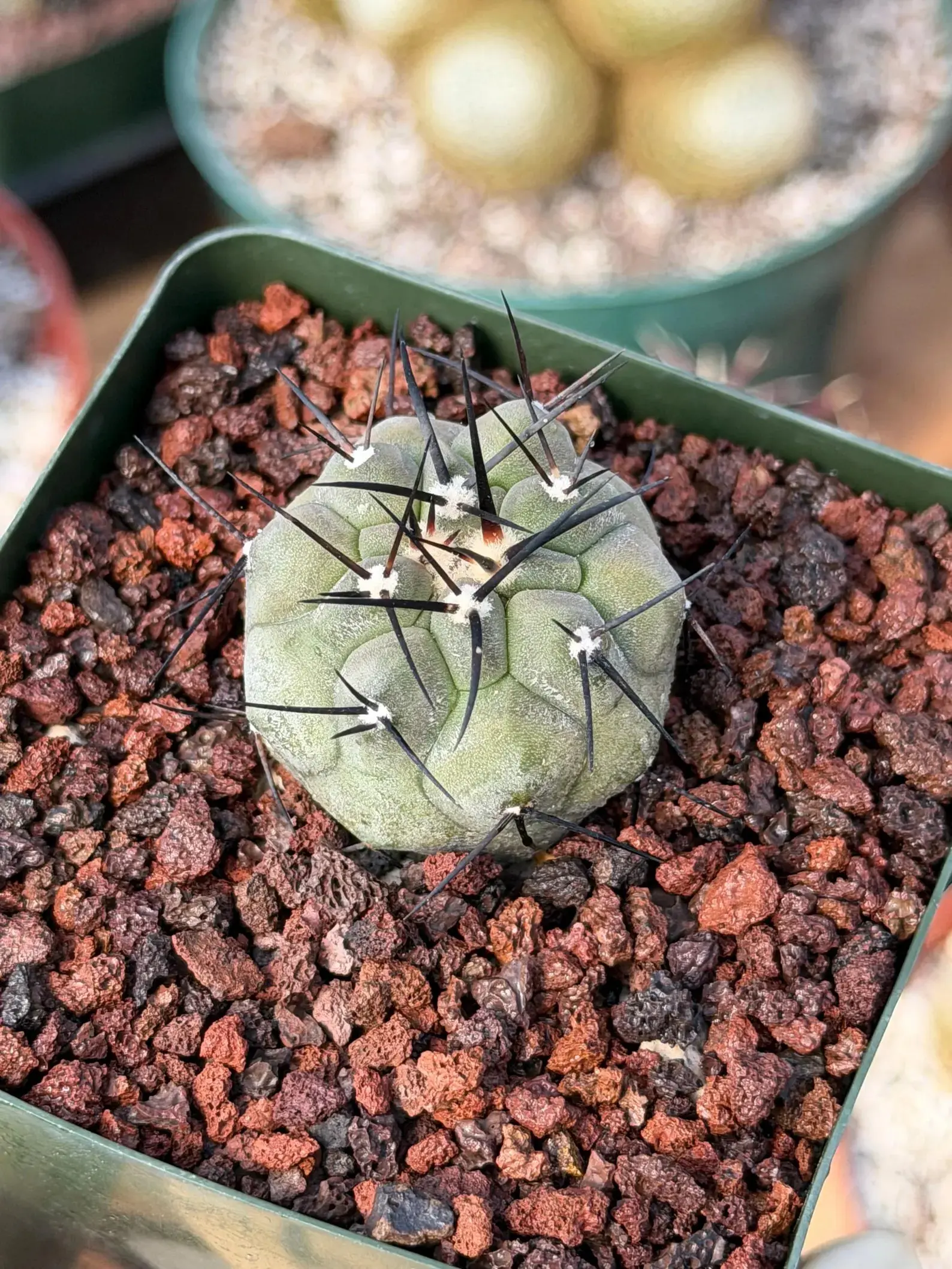 Copiapoa Cinerea Rare Seed Grown Live Cactus – Exact Collector Plant #310
