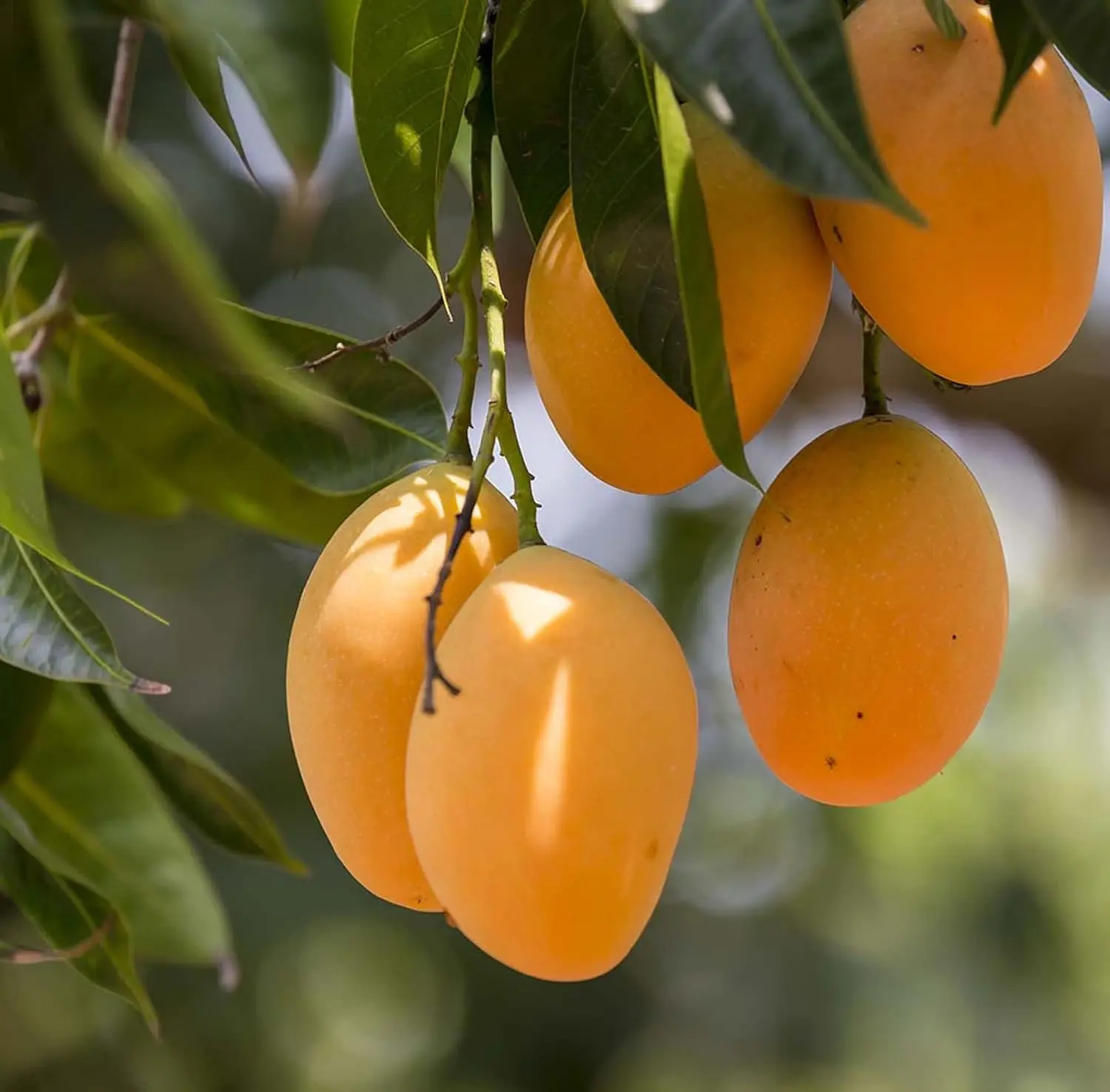 Mango seeds are easy to plant and have a high survival rate.
