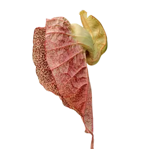 Organic Duck Flower - Wildcrafted - Dr.Sebi Approved