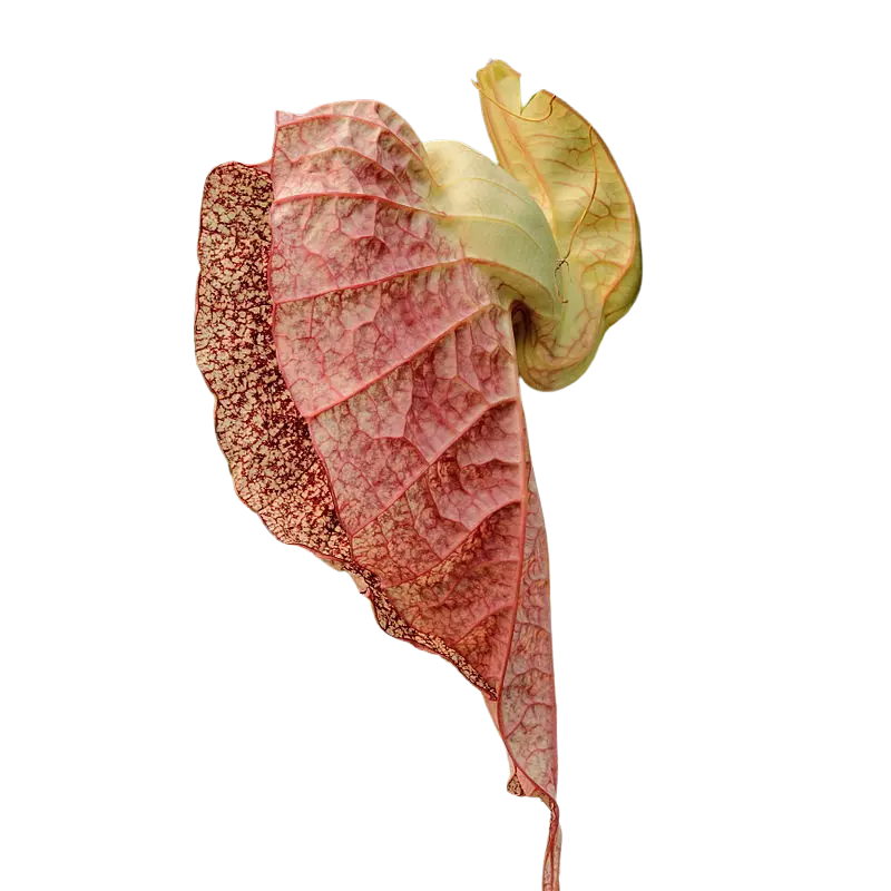 Organic Duck Flower - Wildcrafted - Dr.Sebi Approved